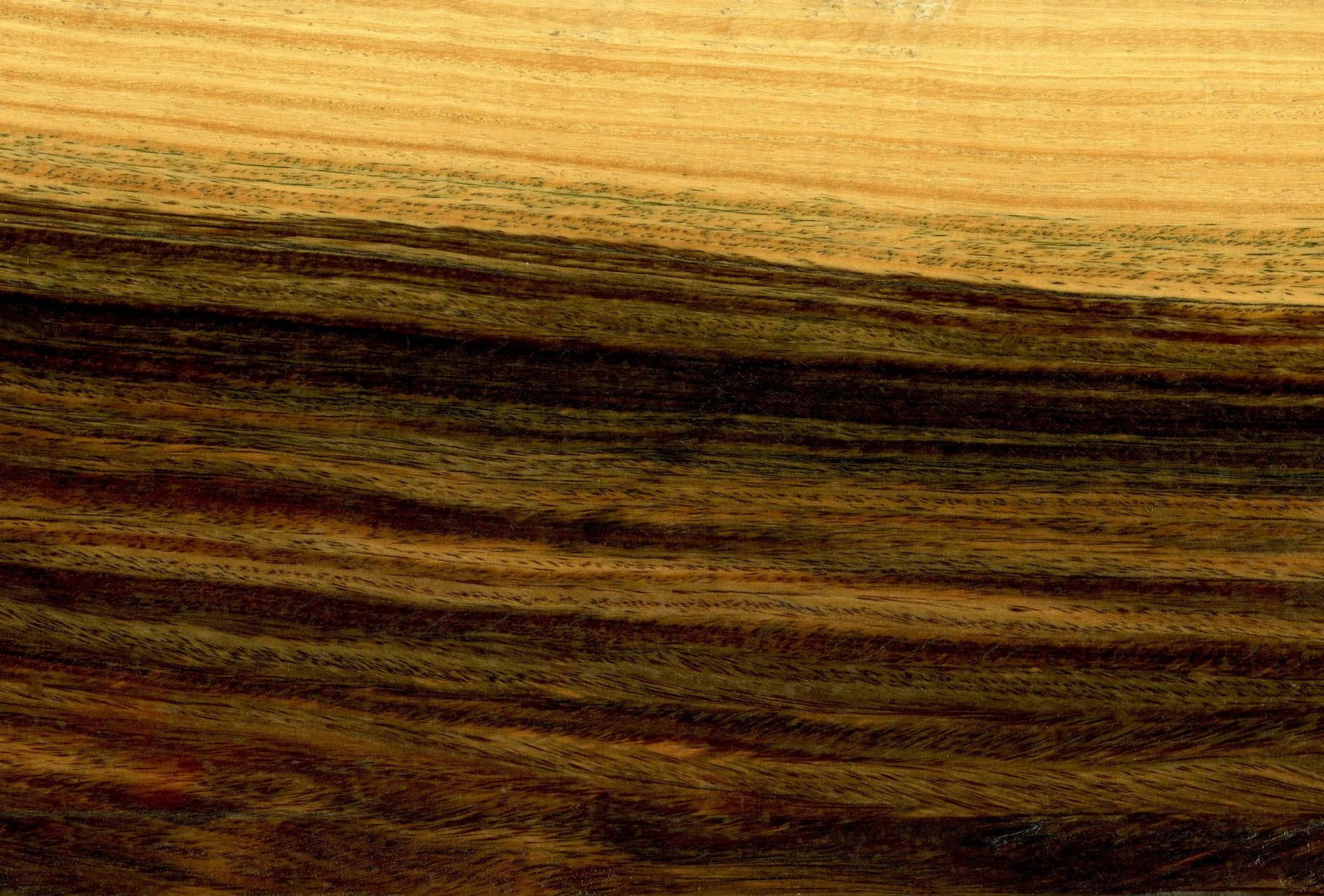 Close da superfície de uma tábua de palo santo: veios em faixas onduladas de marrom escuro, quase preto, e castanho dourado, com o alburno amarelo claro na borda superior.