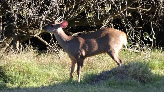 Guazubirá macho, um veado pequeno de pelagem parda com chifres curtos e orelhas grandes, em pé num campo de gramíneas diante de galhos secos, fotografado de perfil ao sol no Uruguai.