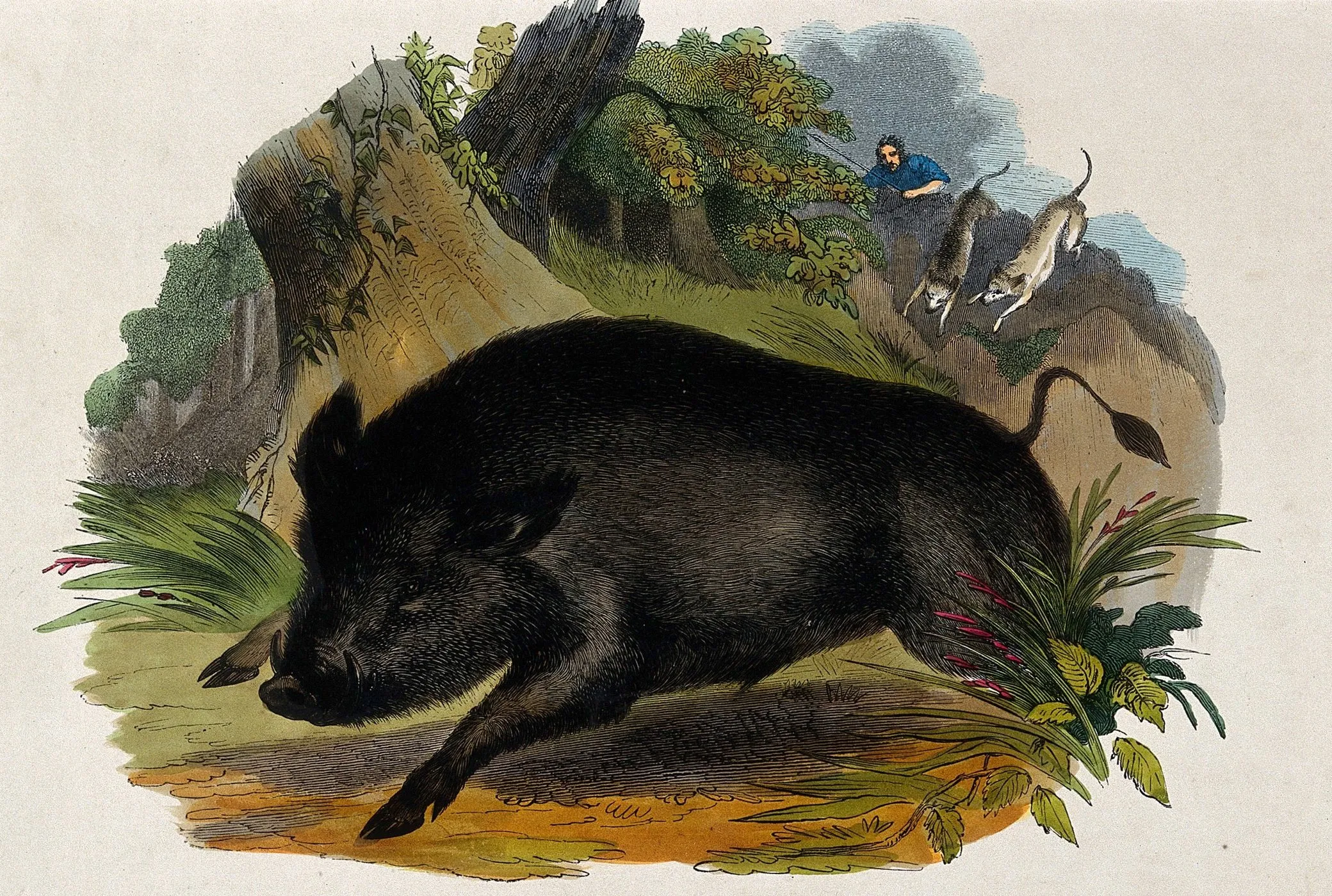 Gravura colorida do século XIX de um javali escuro correndo numa clareira de floresta, com um caçador e dois cães descendo o barranco atrás dele.